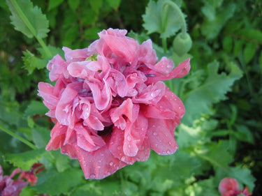 100 Flemish Antique PEONY POPPY MIXED Colors Papaver Peoniflorum Flower Seeds